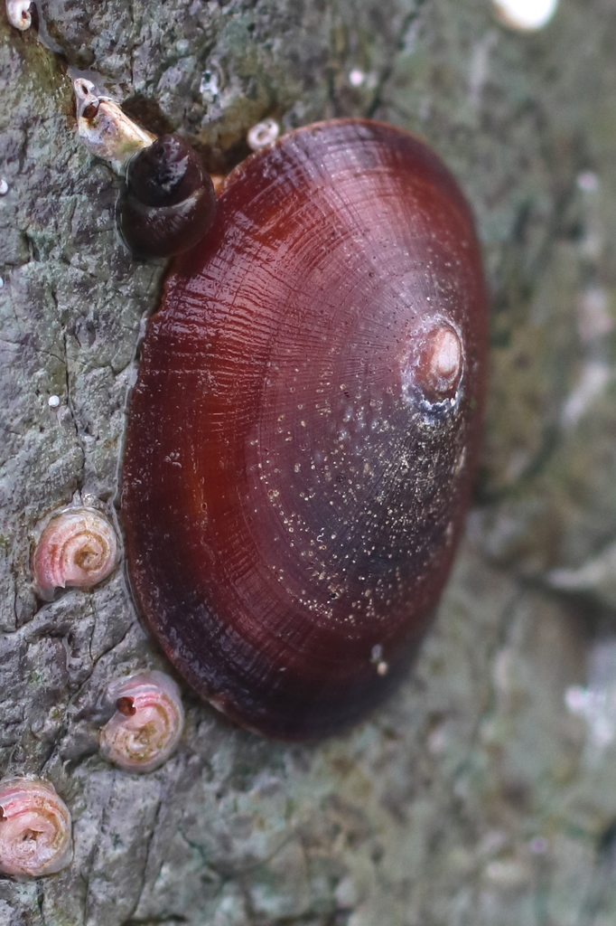 unstable limpet