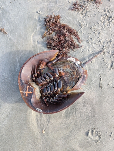 Horseshoe Crab