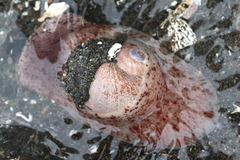 Cryptonatica aleutica