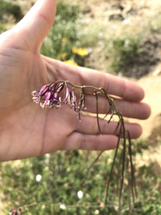 Caulanthus heterophyllus