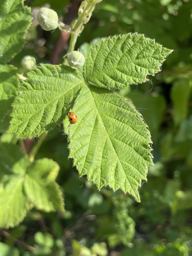 Two-spotted Lady Beetle