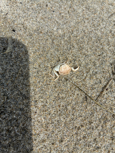 European Green Crab