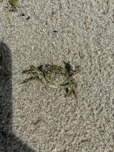 European Green Crab