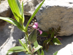 Silene conoidea