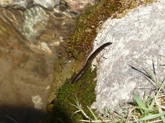 Haemopidae