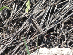 Chimarocephala elongata