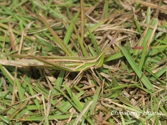 Acrida cinerea