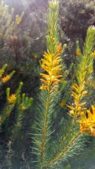 Persoonia acerosa