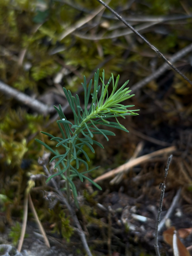 cypress spurge