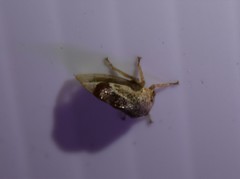 Cyrtolobus tuberosus