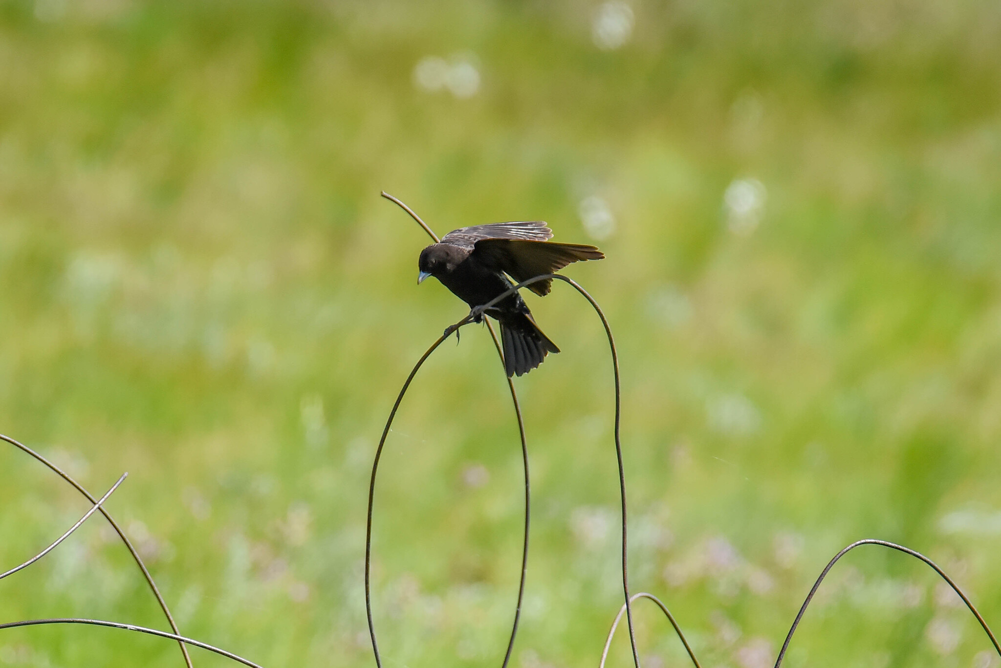 Black Lark (Melanocorypha yeltoniensis), photo 4