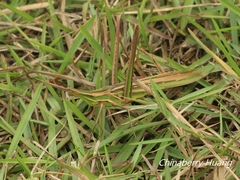 Acrida cinerea