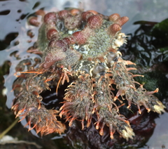 Phyllolithodes papillosus