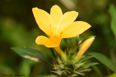 Barleria prionitis