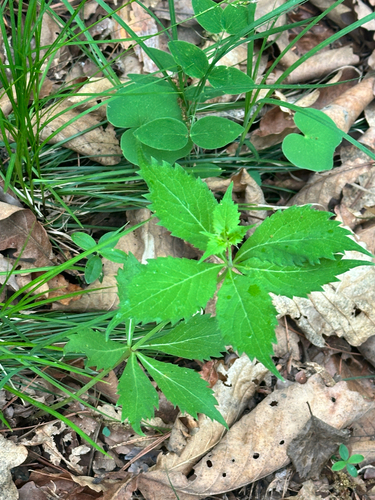 Adenophora pereskiifolia, photograph 2