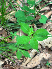 Adenophora pereskiifolia, photograph (c) Tatyana Petrenko, some rights reserved (CC BY)