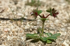 Centrostegia thurberi
