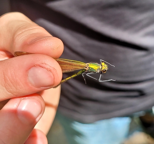 Banded Demoiselle