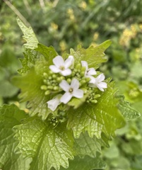 Alliaria petiolata