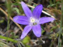 Brodiaea terrestris terrestris