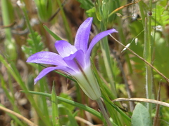 Brodiaea terrestris terrestris