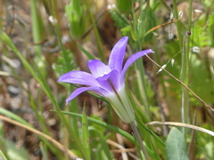 Brodiaea terrestris terrestris