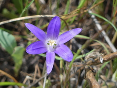 Brodiaea terrestris terrestris
