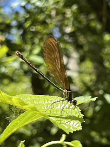 Beautiful Demoiselle