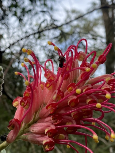 Scarlet Grevillea