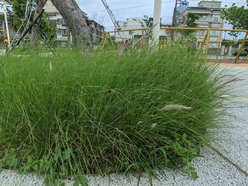 Pennisetum orientale iNat (1)