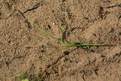 Carex pallida