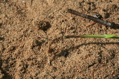 Carex pallida