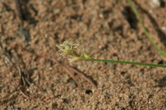 Carex pallida