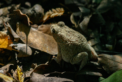 Sclerophrys pusilla