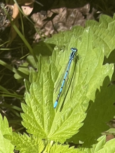 Azure Damselfly