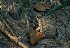 Sclerophrys pusilla