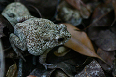 Sclerophrys pusilla