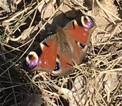 Aglais io