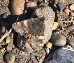 Archiearis parthenias