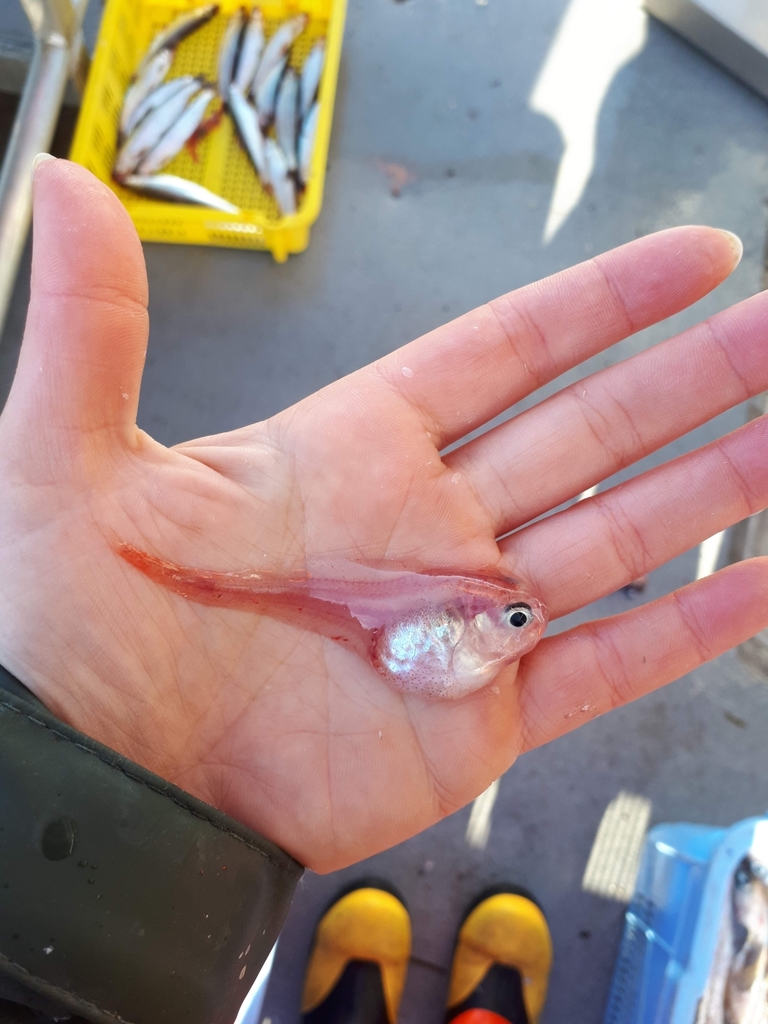 Prickly Snailfish