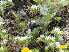 Compsomyiops callipes