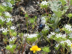 Compsomyiops callipes