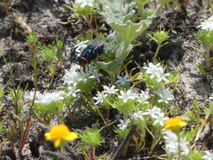 Compsomyiops callipes