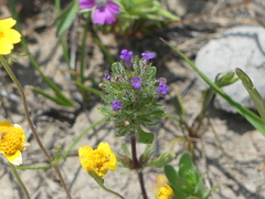 Pogogyne zizyphoroides