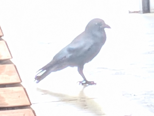 Carrion Crow