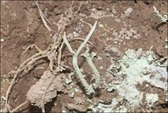 Cladonia corniculata