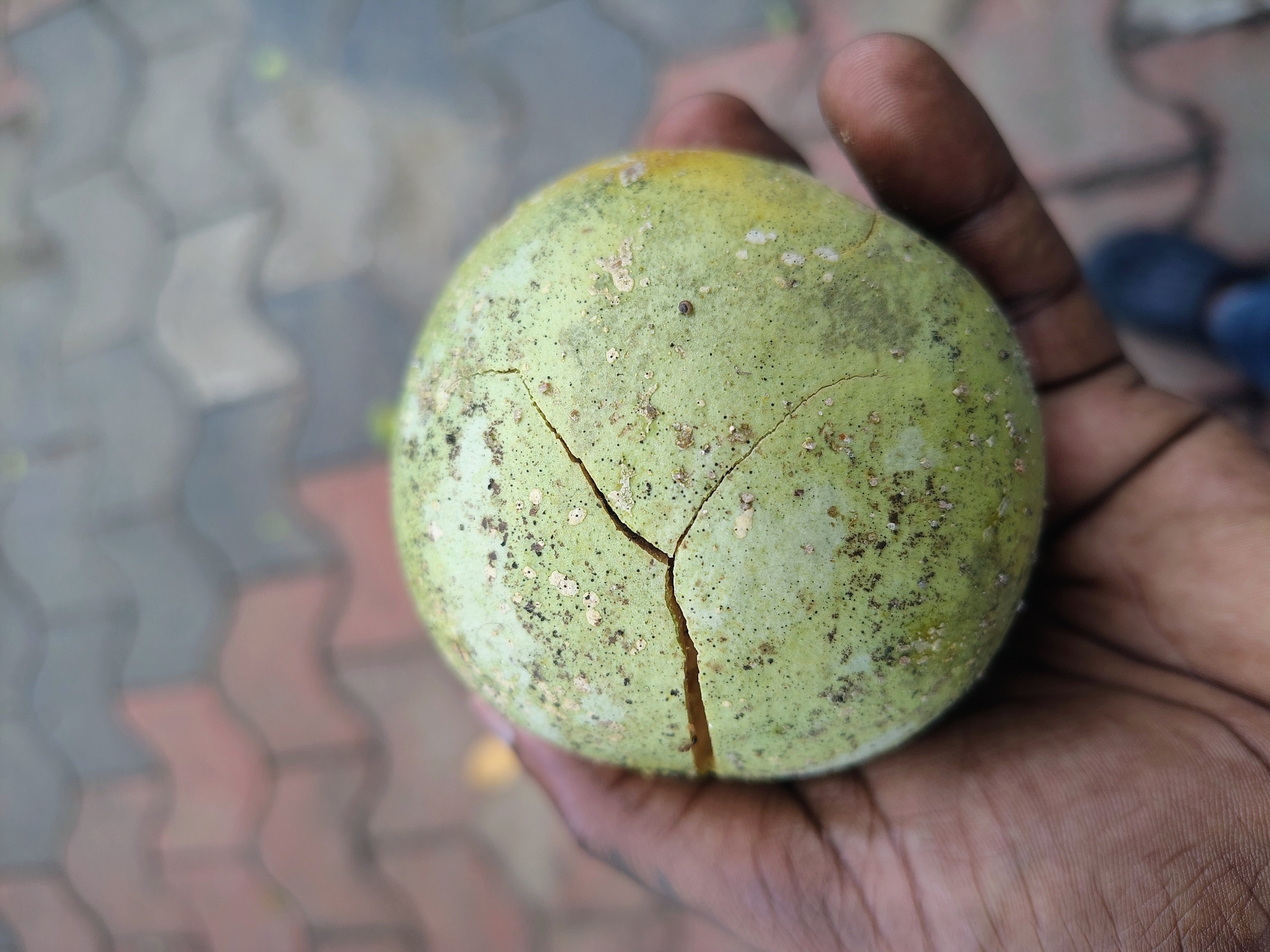 Imagem de Aegle marmelos