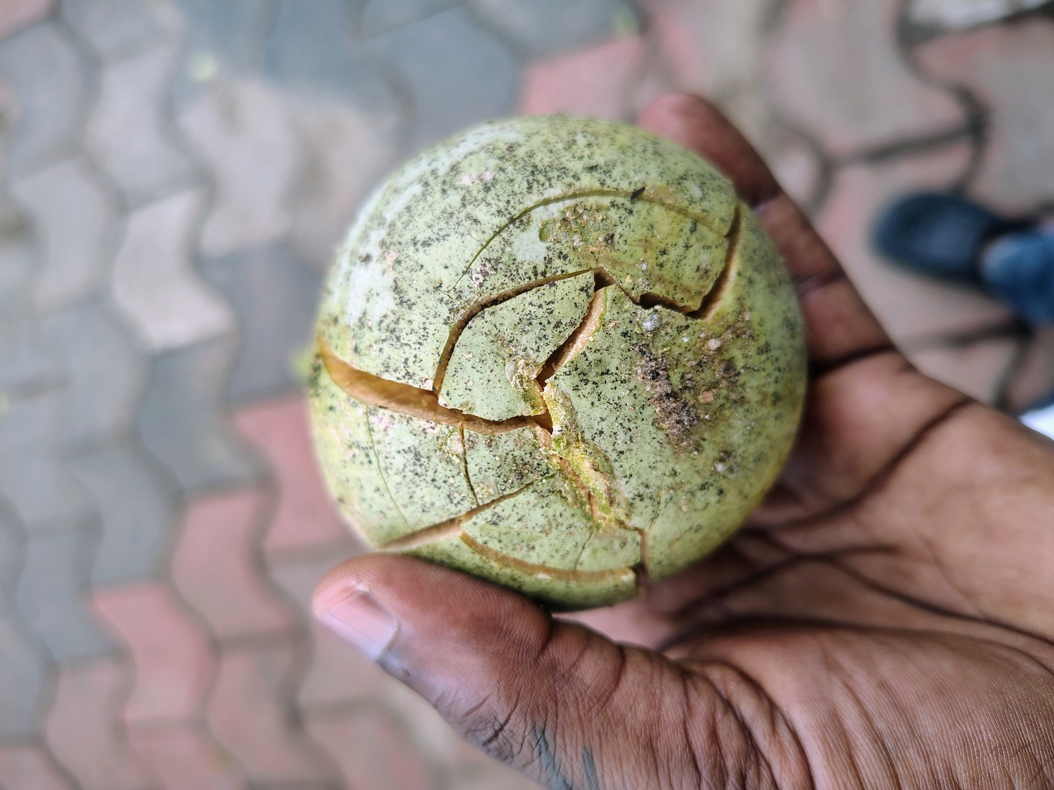 Imagem de Aegle marmelos
