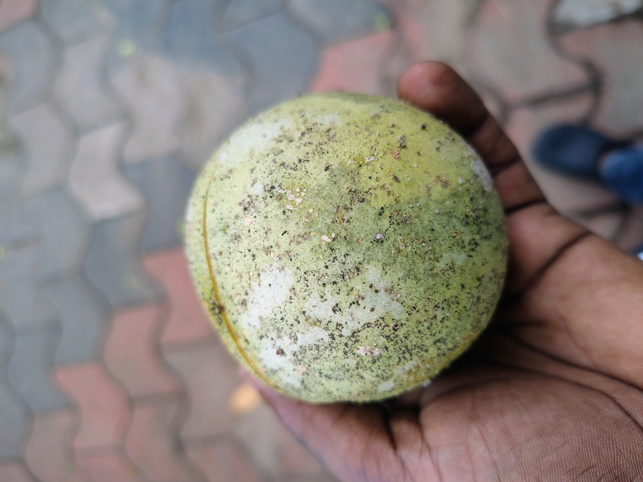 Imagem de Aegle marmelos