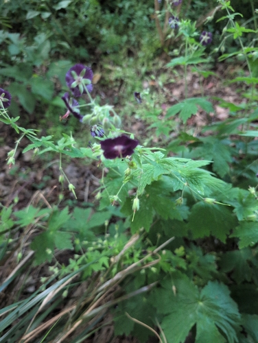 Dusky Crane's-bill